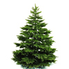 Earthflora.com – Beautiful Faux and Preserved Plants and Greenery