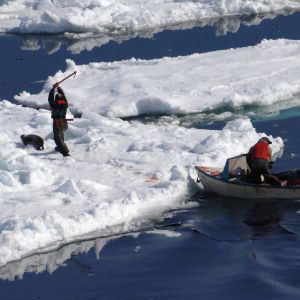 stopthesealhunt.org