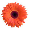 Do It Yourself Tips from Kathy Ireland’s Fabulous Florals