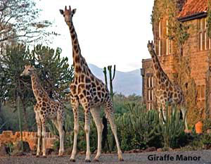 giraffe manor