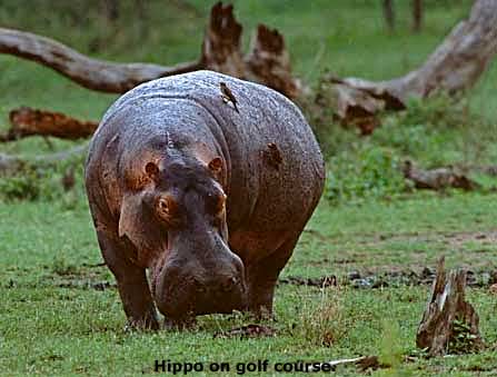 African Rhino on golf course.