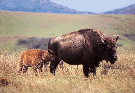 baby-buffalo-spring
