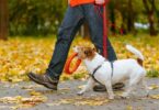 How To Create an Exercise Routine for Your Dog