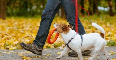 How To Create an Exercise Routine for Your Dog