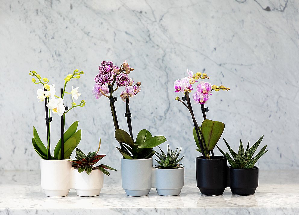 Mother's Day orchids