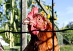3 Tips for Starting a Small Urban Farm