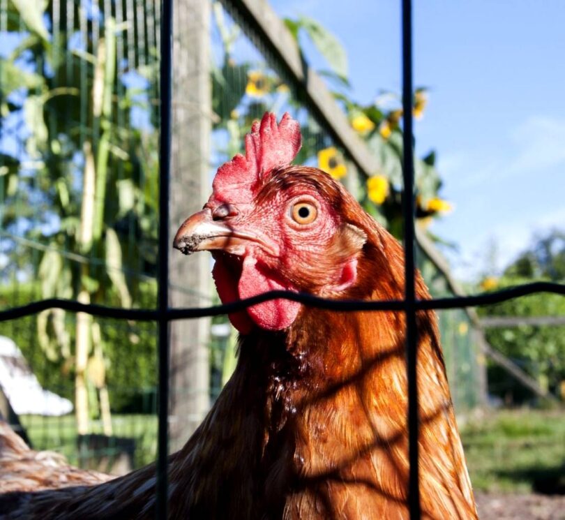 3 Tips for Starting a Small Urban Farm