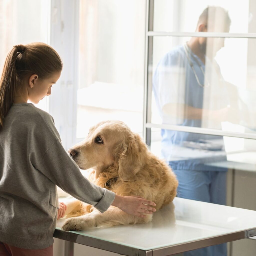 How To Discuss Euthanasia With Your Veterinary Clients