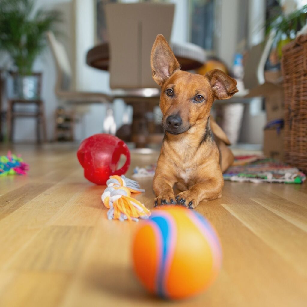 Different Ways To Keep Your Dog Entertained