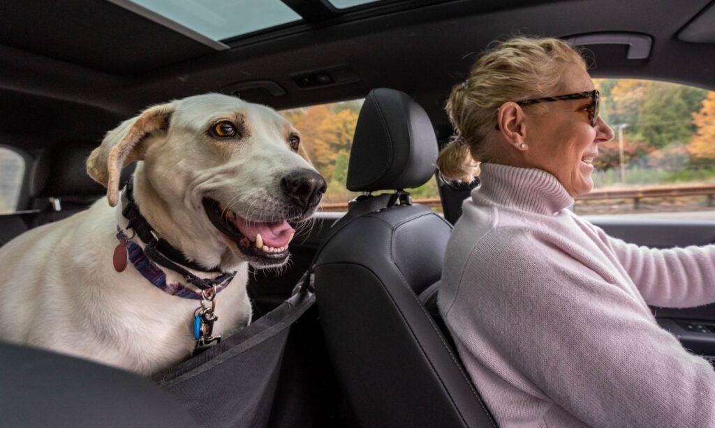 How To Keep Your Car Clean When Transporting Pets