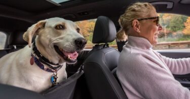 How To Keep Your Car Clean When Transporting Pets