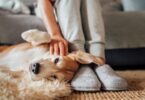 Clever House Cleaning Tips for Dog Owners