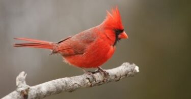 How To Attract Helpful Animals To Your Yard