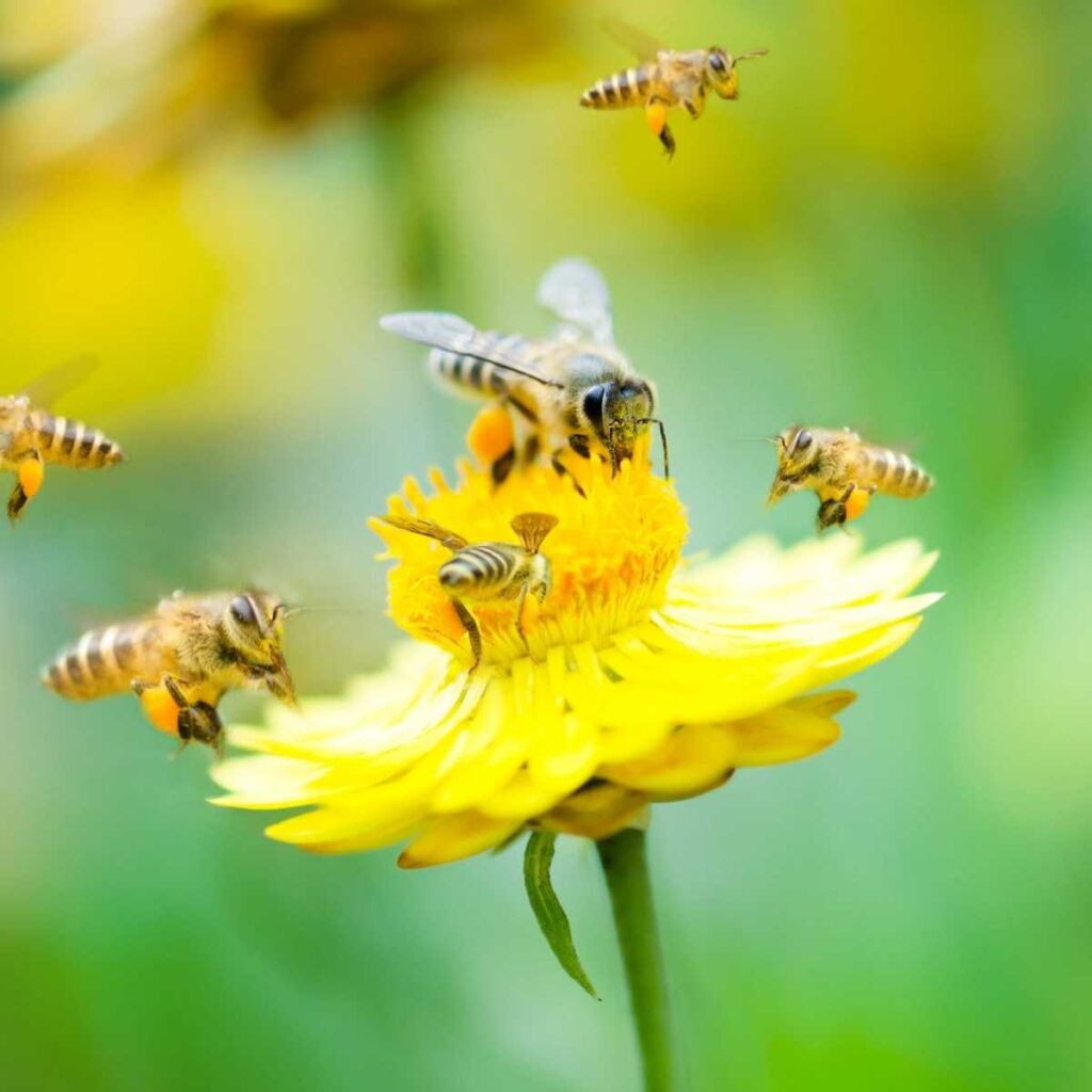 The Benefits of Having Bees in Your Garden