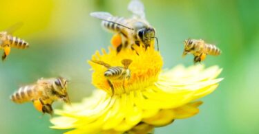 The Benefits of Having Bees in Your Garden