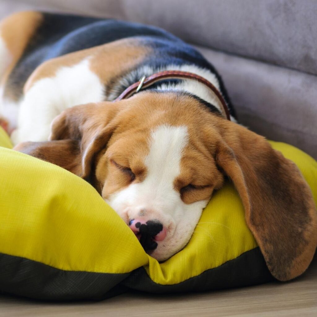 3 Reasons Your Dog Should Have Multiple Beds