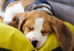 3 Reasons Your Dog Should Have Multiple Beds