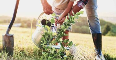 Essential Tips for Planting Fruit Trees in California