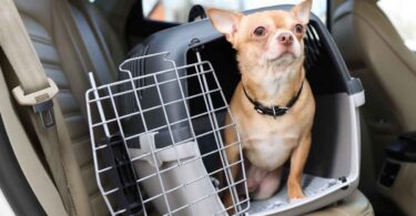 Tips for Road-Tripping With Your Fur Baby