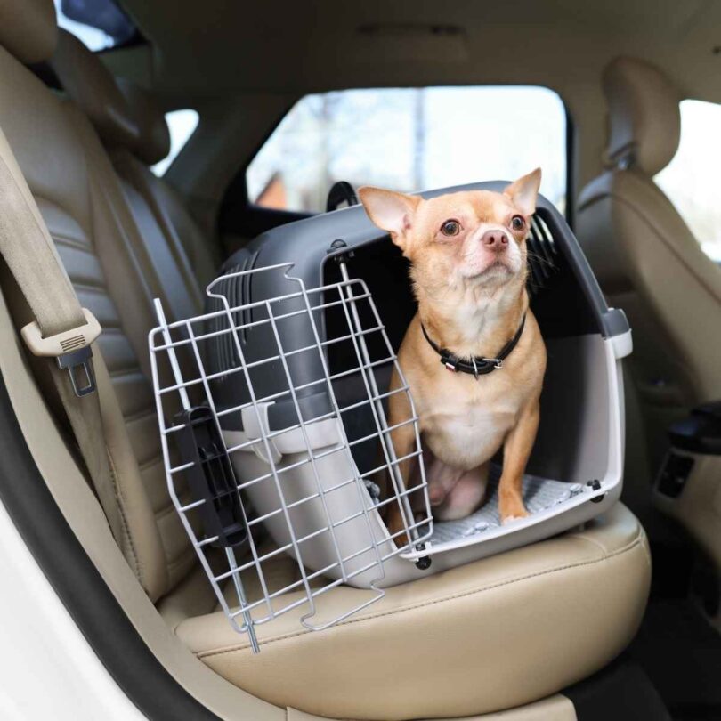 Tips for Road-Tripping With Your Fur Baby
