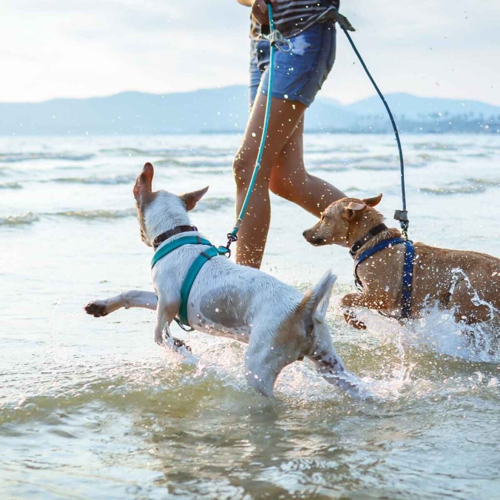 Best Dog-Friendly Beaches To Enjoy With Your Best Friend