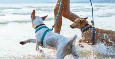 Best Dog-Friendly Beaches To Enjoy With Your Best Friend