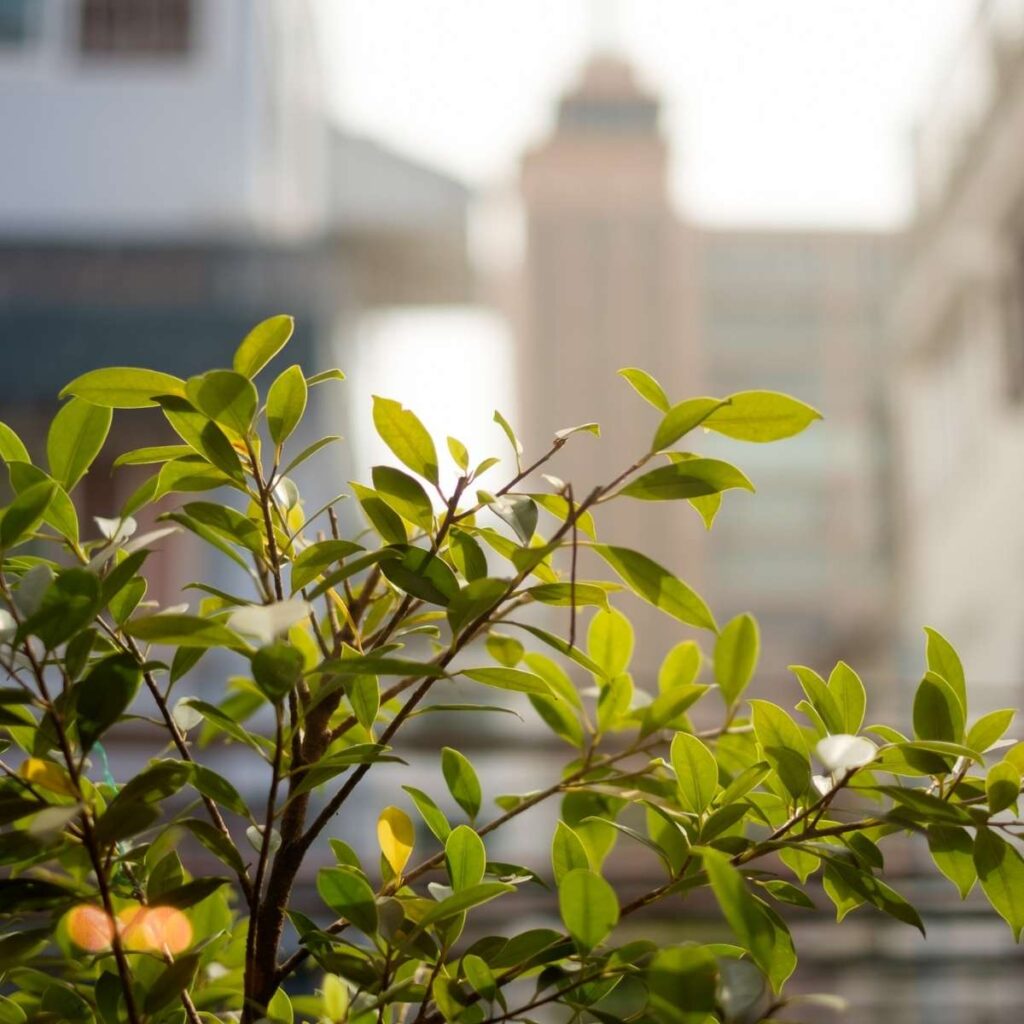 Attractive Tips for Creating a More Beautiful City