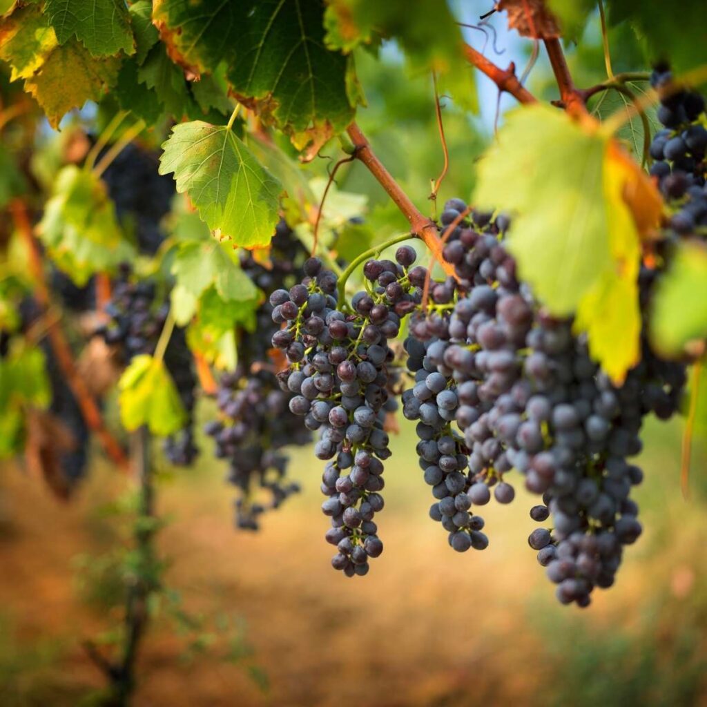 Ways You Can Protect Your Winery From Disaster