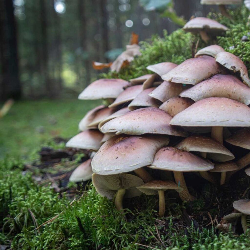 The Secret Lives of Mushrooms: Mushroom Facts You Must Know