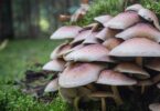 The Secret Lives of Mushrooms: Mushroom Facts You Must Know