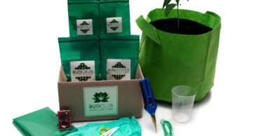 BudClub grow cannabis at home with kit