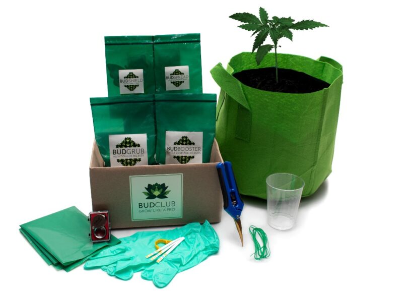 BudClub grow cannabis at home with kit