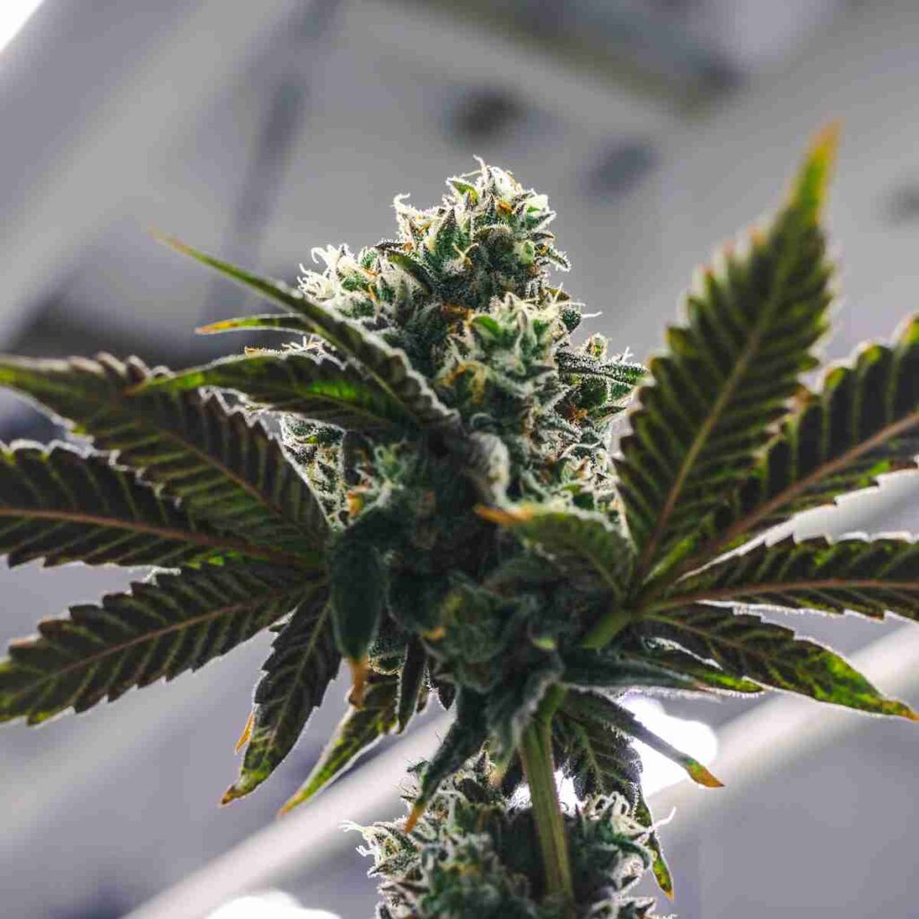 Cannabis Home Grow Laws in California Explained