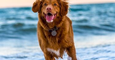 dog-friendly places LA