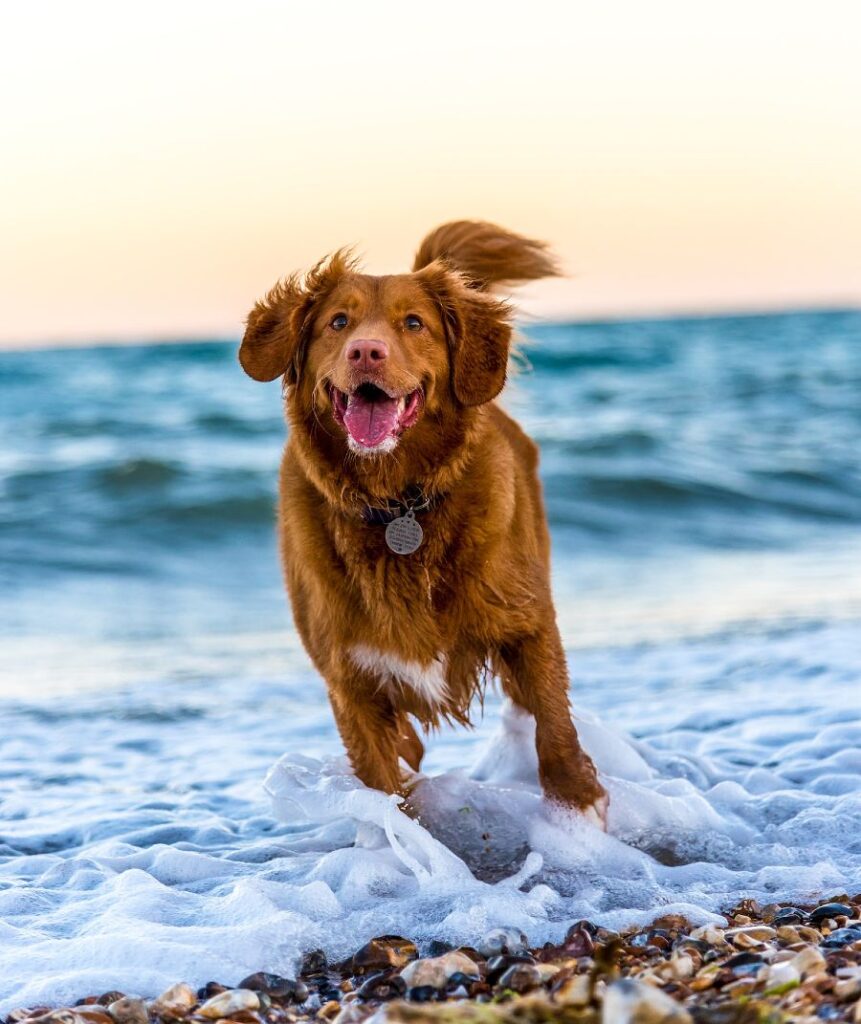 dog-friendly places LA