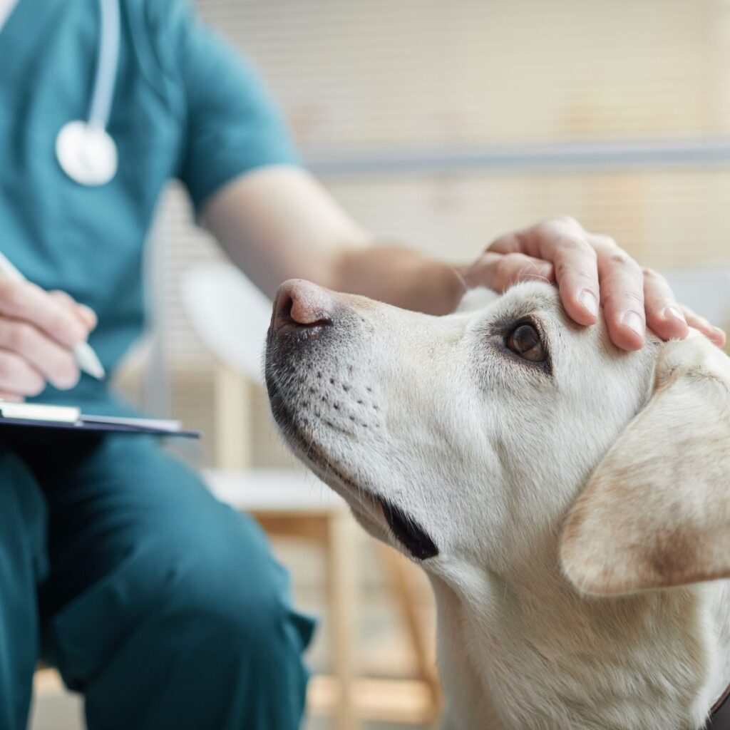 3 Rewarding Healthcare Careers To Consider Pursuing
