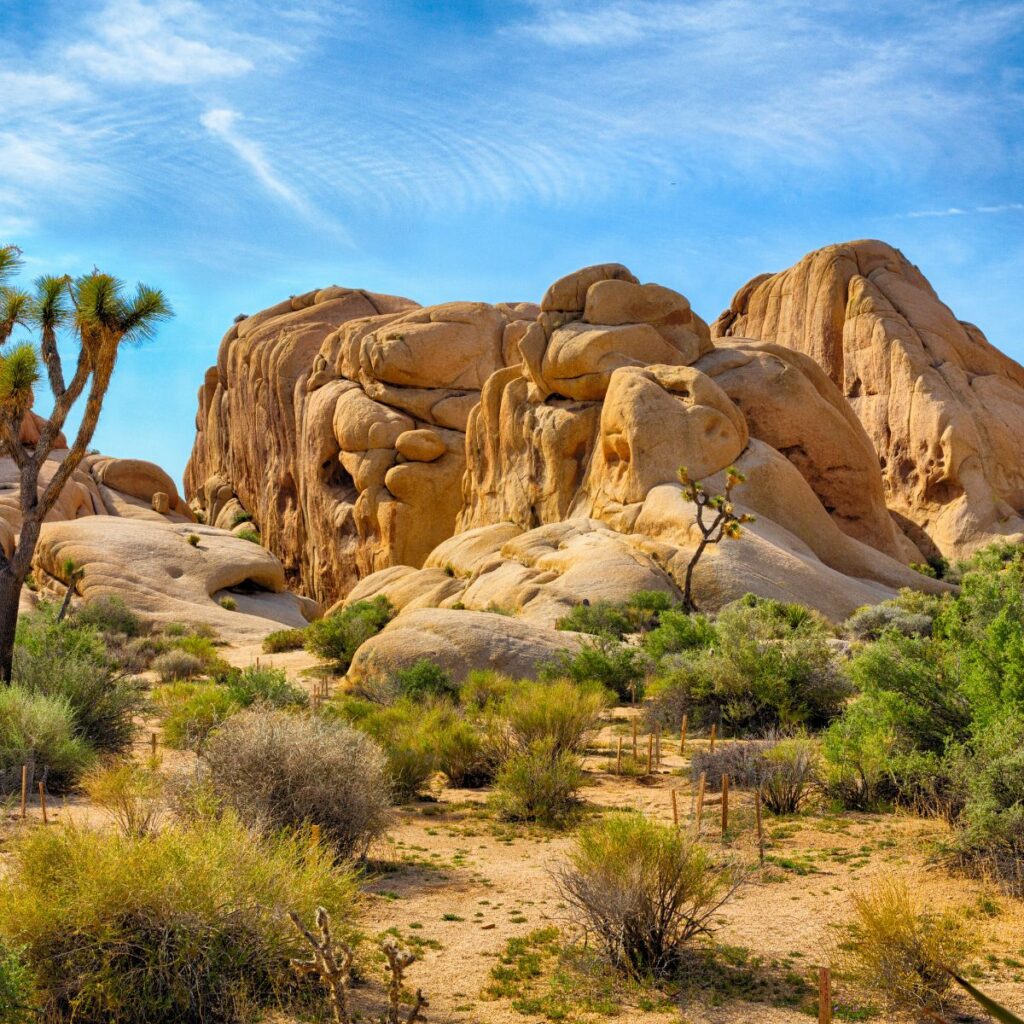 Everything That Joshua Tree Has To Offer