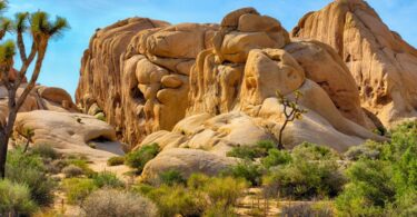 Everything That Joshua Tree Has To Offer