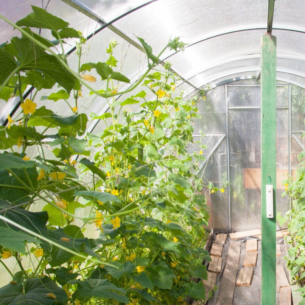 What Music Should You Play in Your Grow Room?