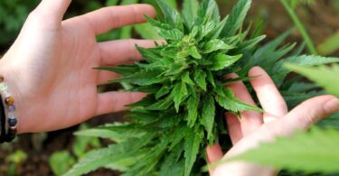 Soil Cannabis Cultivation vs. Hydroponics