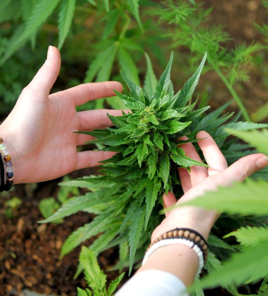 Soil Cannabis Cultivation vs. Hydroponics