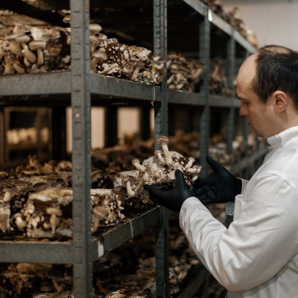 How Mycologists Aid in Healthcare Research