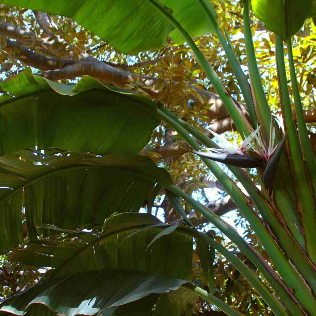 Colorful Plants Perfect for Your Southern California Yard
