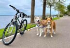 Active Dog Month with Bike Tow Leash