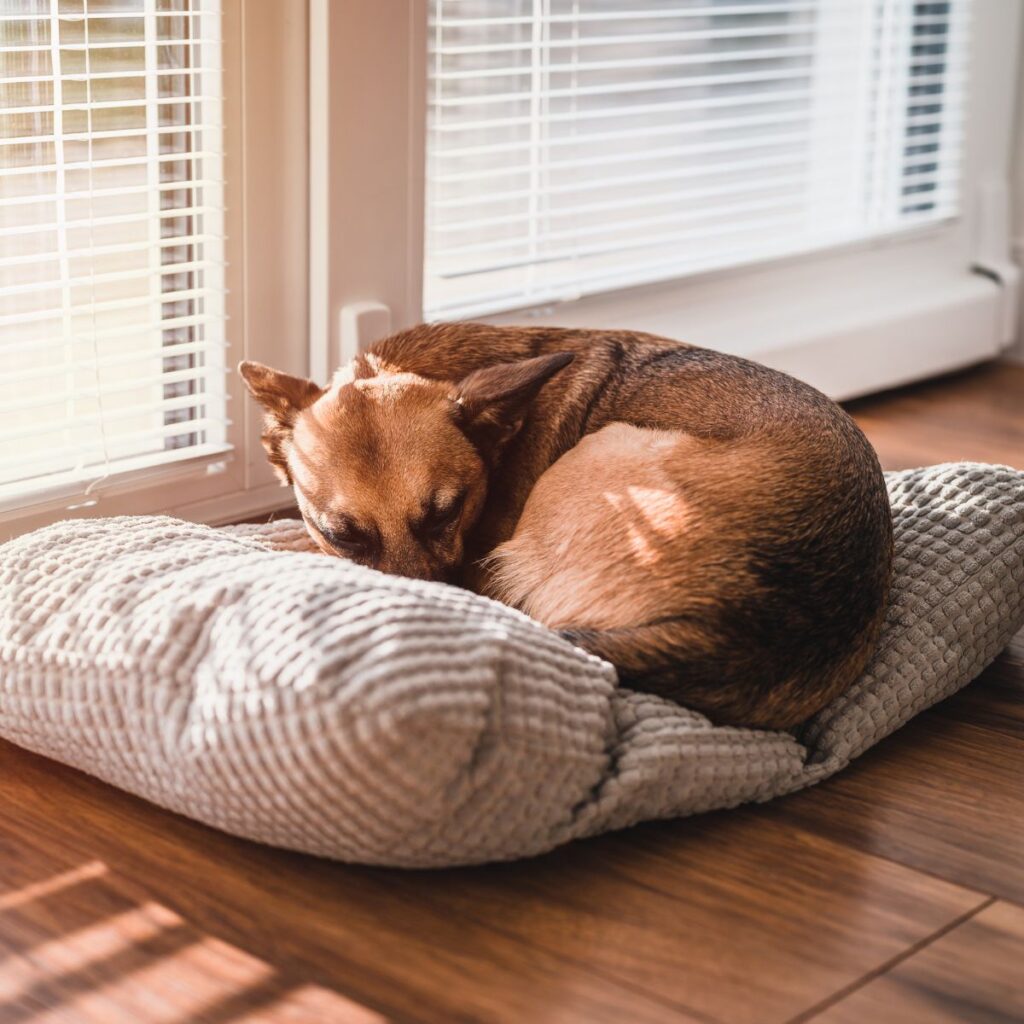Ways You Can Make Your Home More Comfortable for Your Pet