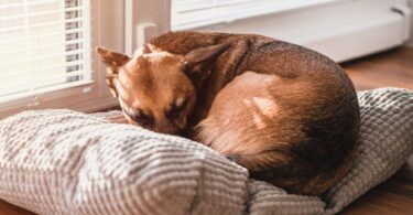 Ways You Can Make Your Home More Comfortable for Your Pet