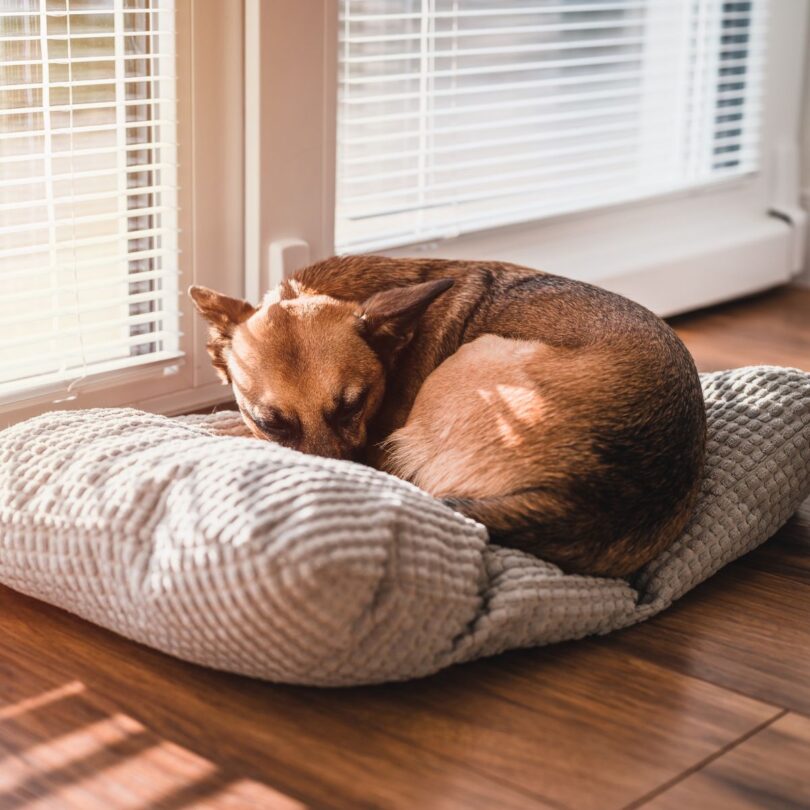 Ways You Can Make Your Home More Comfortable for Your Pet