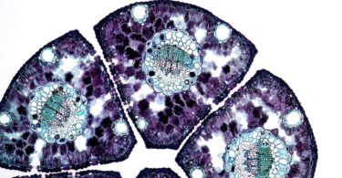 Peptide Therapy: Current Innovations