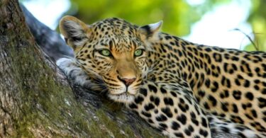 Africa wildlife safari