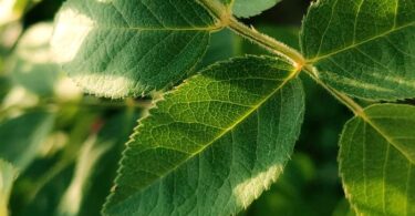 Malasian green kratom